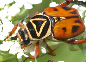 Delta Flower Scarab